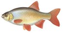 Турбаза Саратов - иконка «рыбалка» в Энгельсе